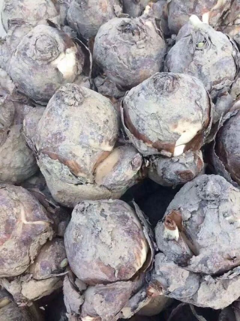 凌波仙子水仙花