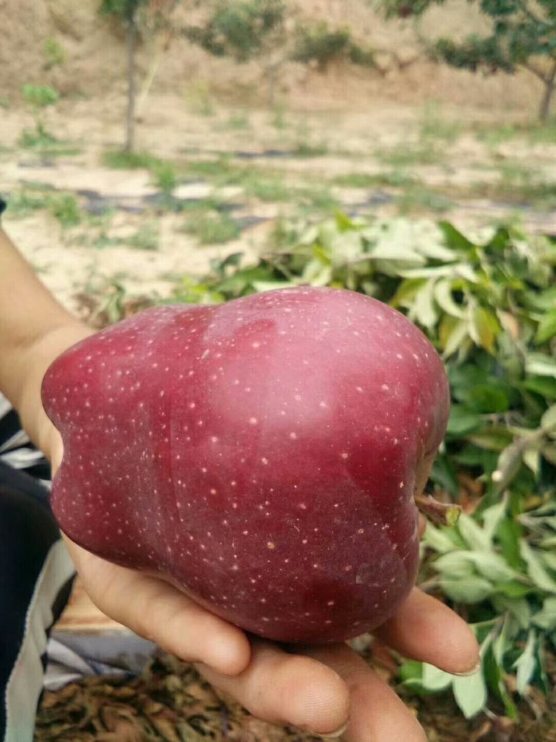 甘肃天水优质花牛苹果，基地生态种植
