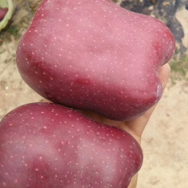 甘肃天水优质花牛苹果，基地生态种植