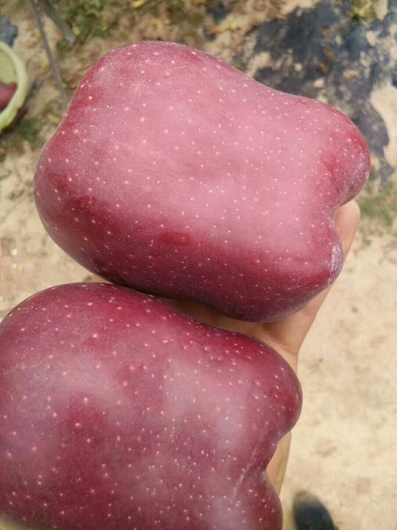 甘肃天水优质花牛苹果，基地生态种植