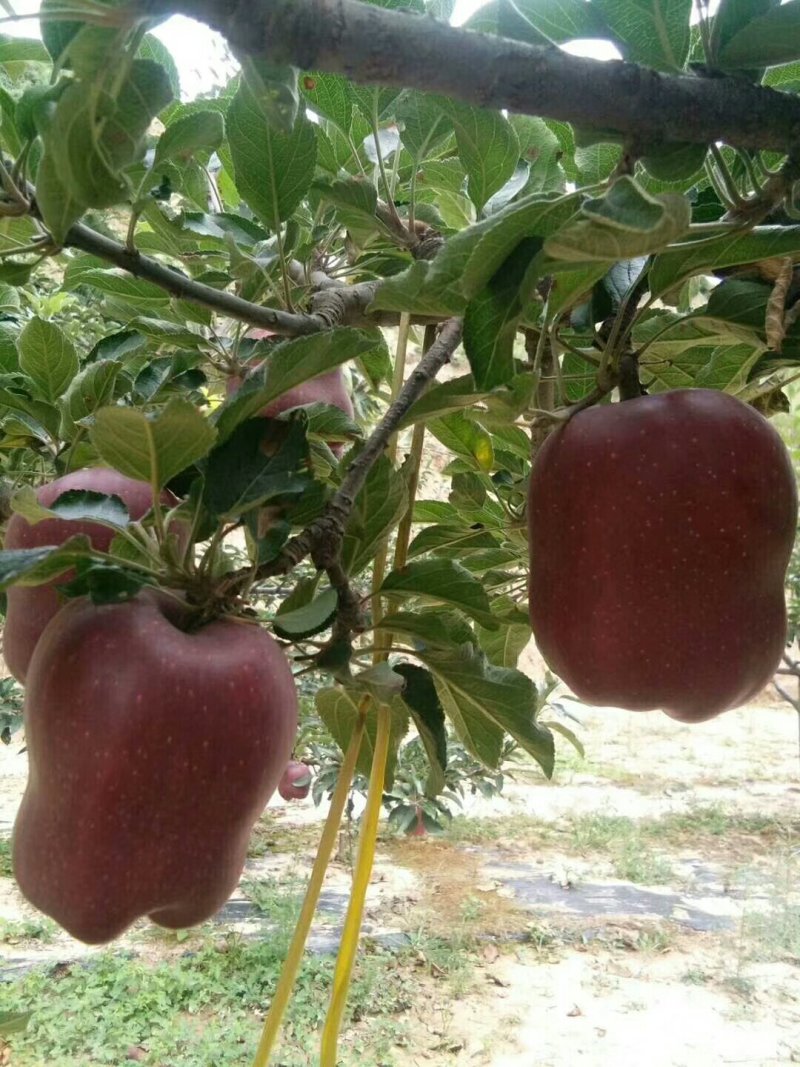 甘肃天水优质花牛苹果，基地生态种植