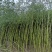 益母草