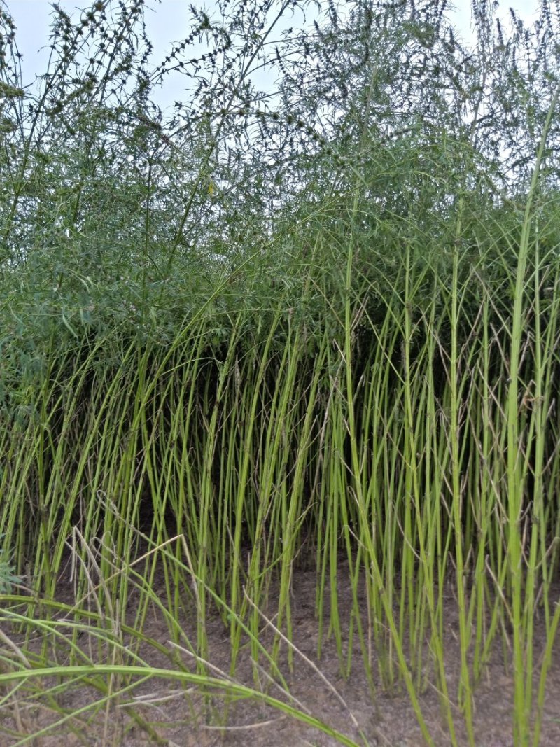 益母草