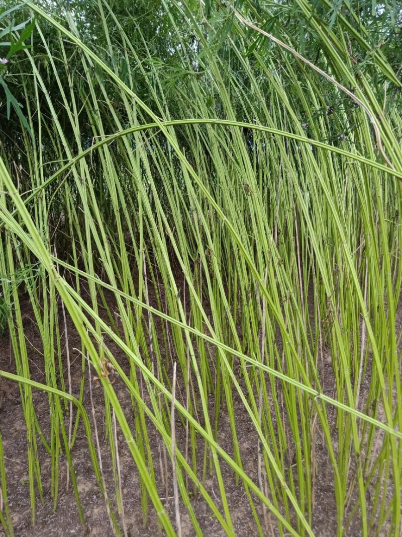 益母草