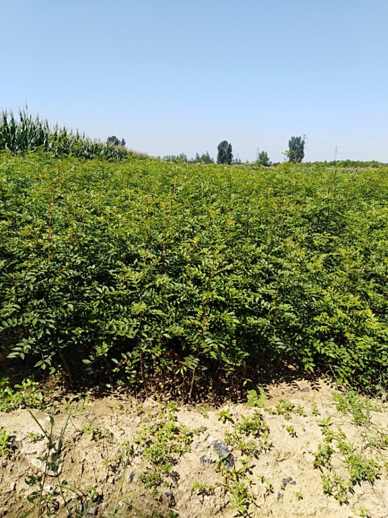 大红袍花椒苗九叶青花椒小苗批发1~2年
