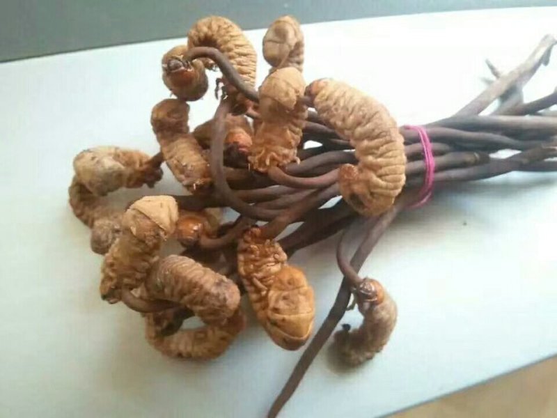 虫草，陕西冬虫夏草产地直销，欢迎各位老板联系下单
