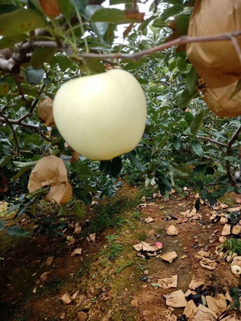 绥中苹果精品金帅黄元帅苹果大量上市中产地直供量大从优