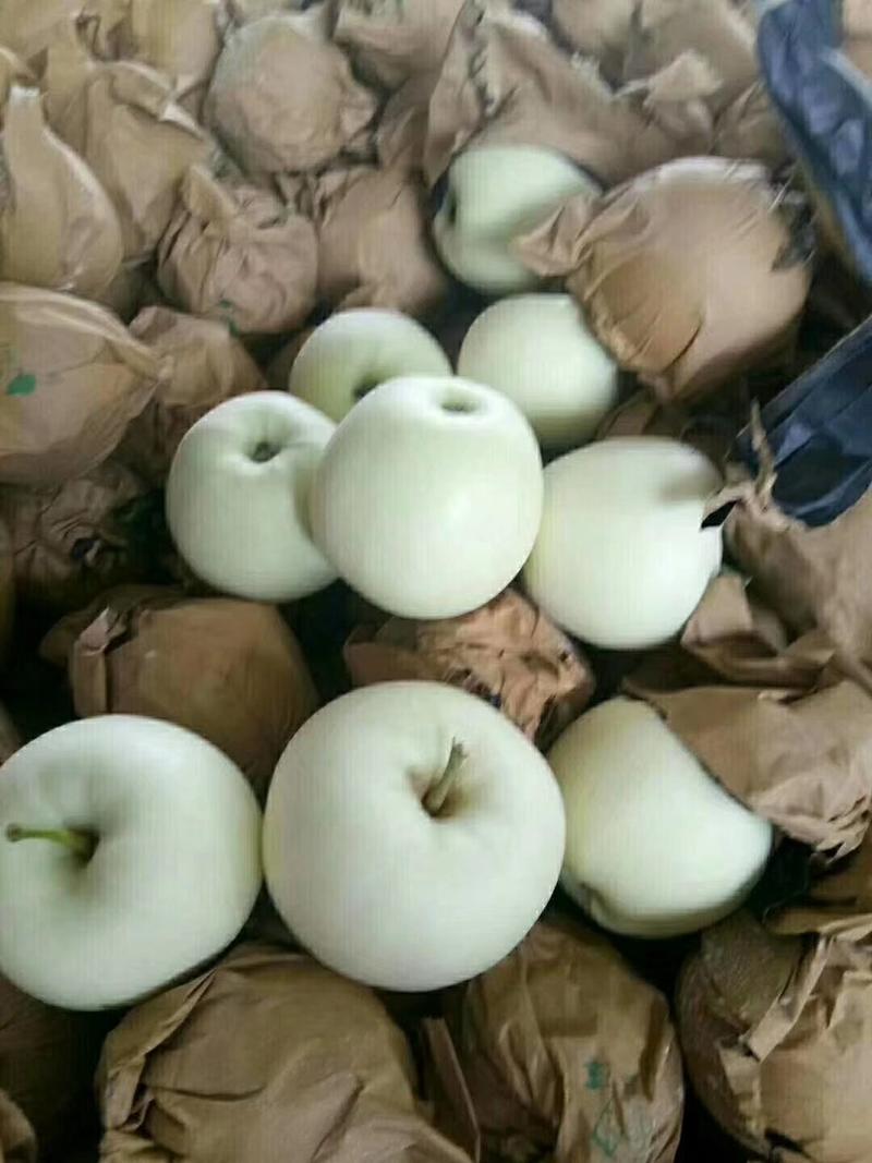 绥中苹果精品金帅黄元帅苹果大量上市中产地直供量大从优