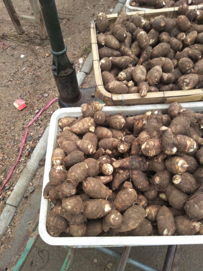芋头8520，口感软糯，沙土地种植，