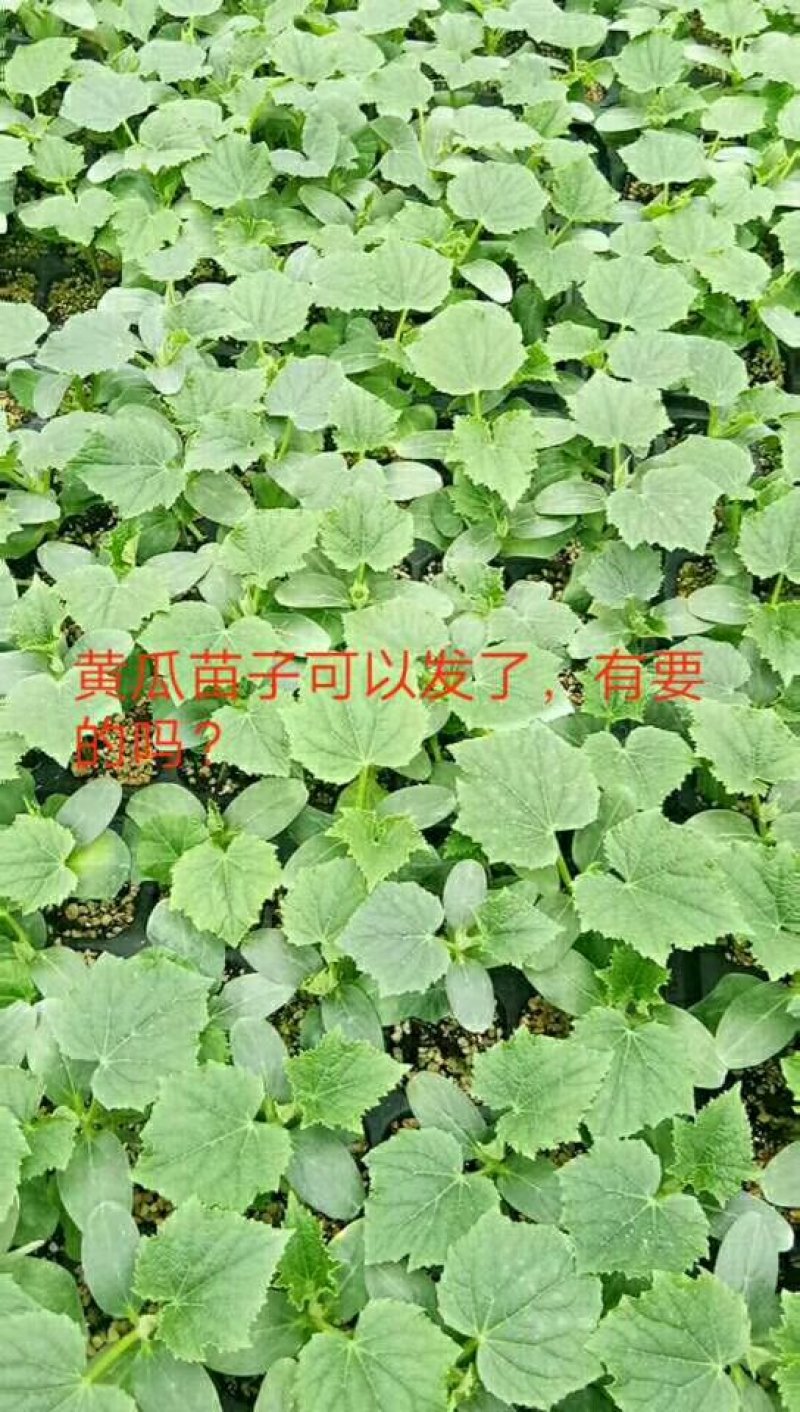 大量供应黄瓜苗子，品种有保证