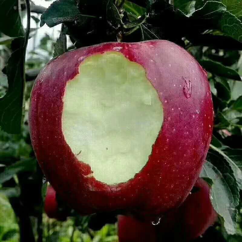 花牛苹果