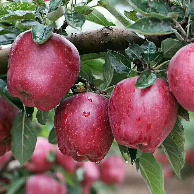 花牛苹果