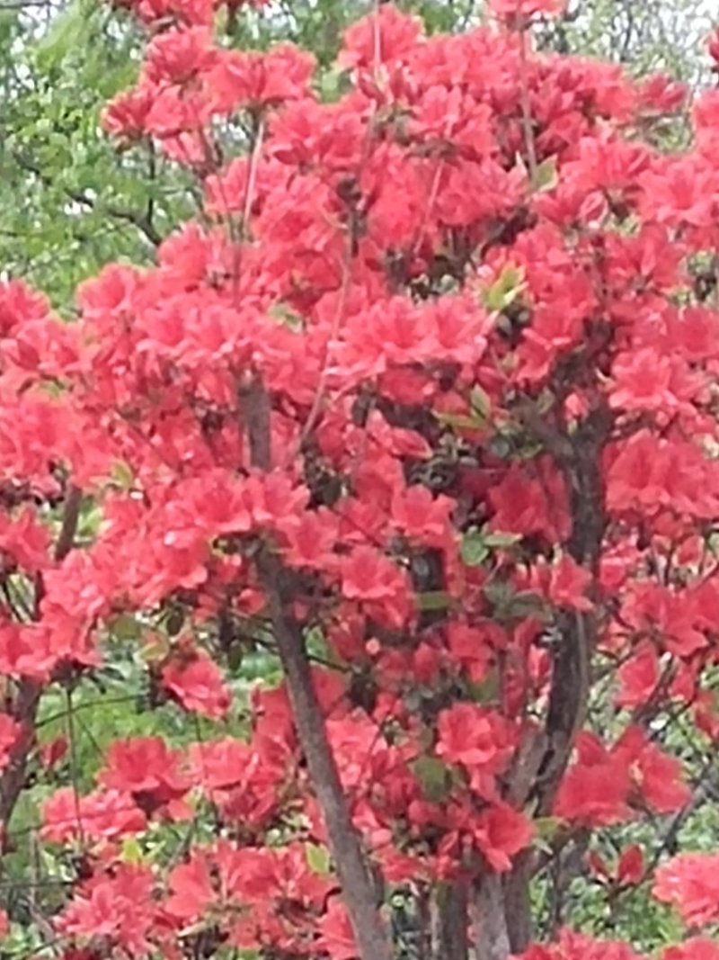 马宁光，金担子，映山红，