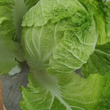 黄心大白菜