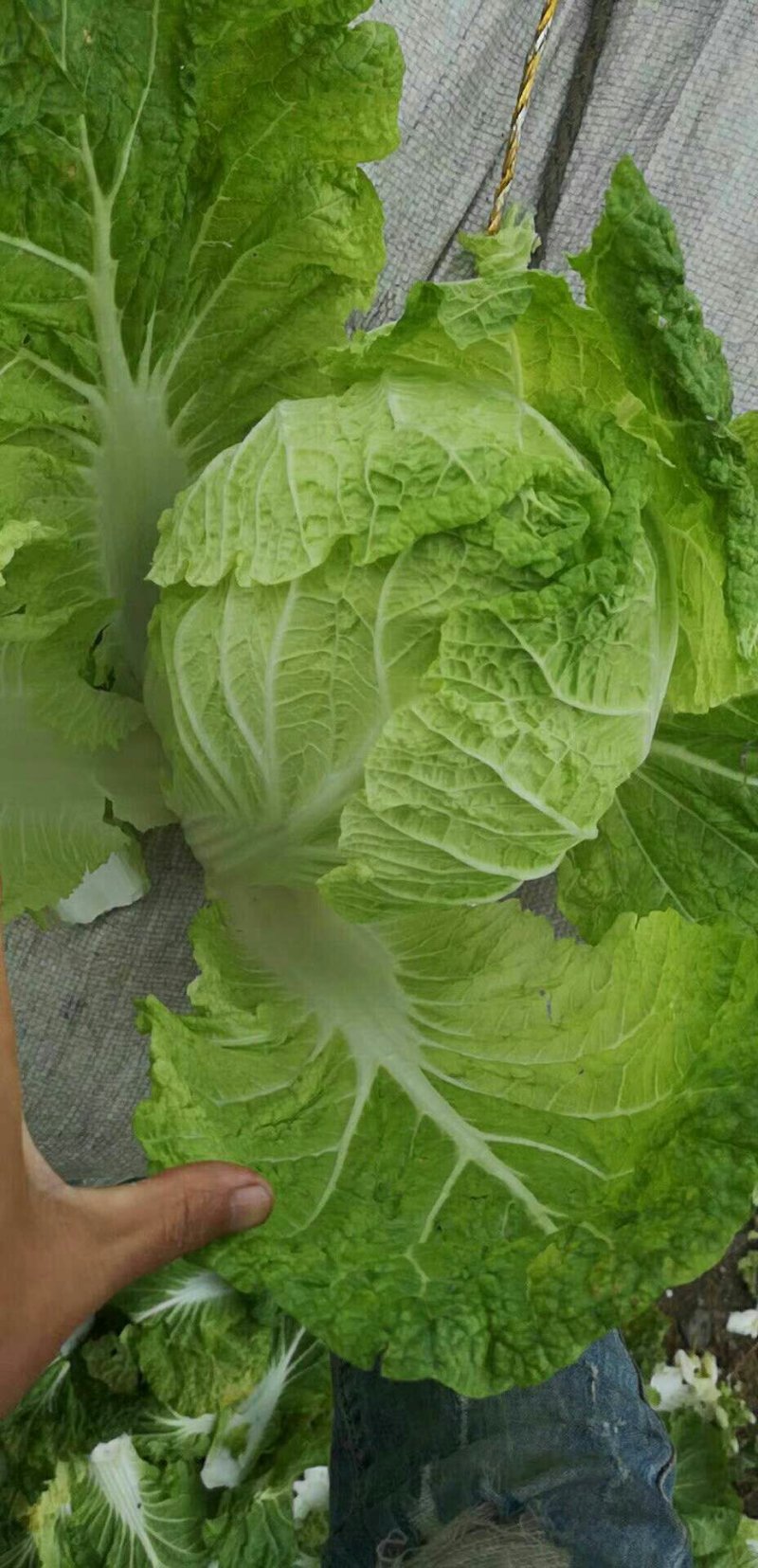 黄心大白菜