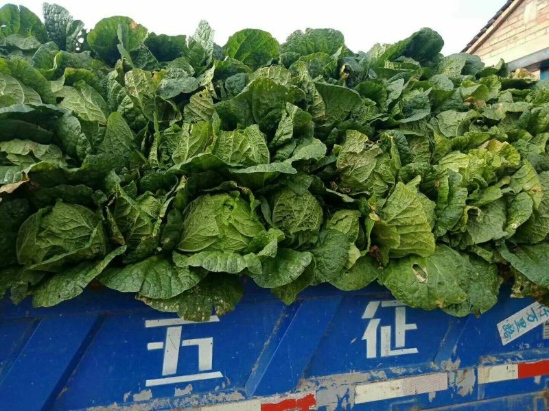 黄心大白菜
