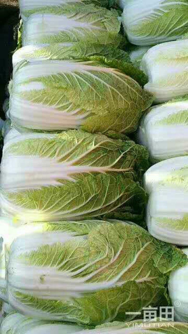黄心大白菜