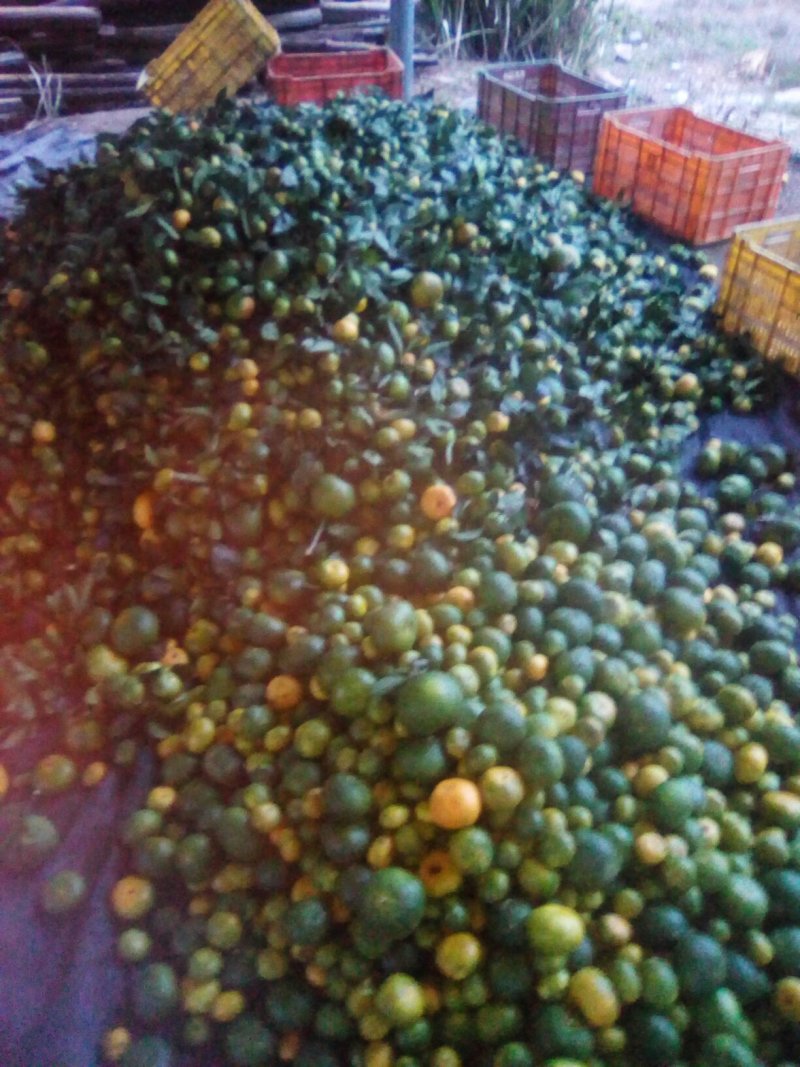 蜜橘次果
