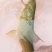 山区裂腹鱼