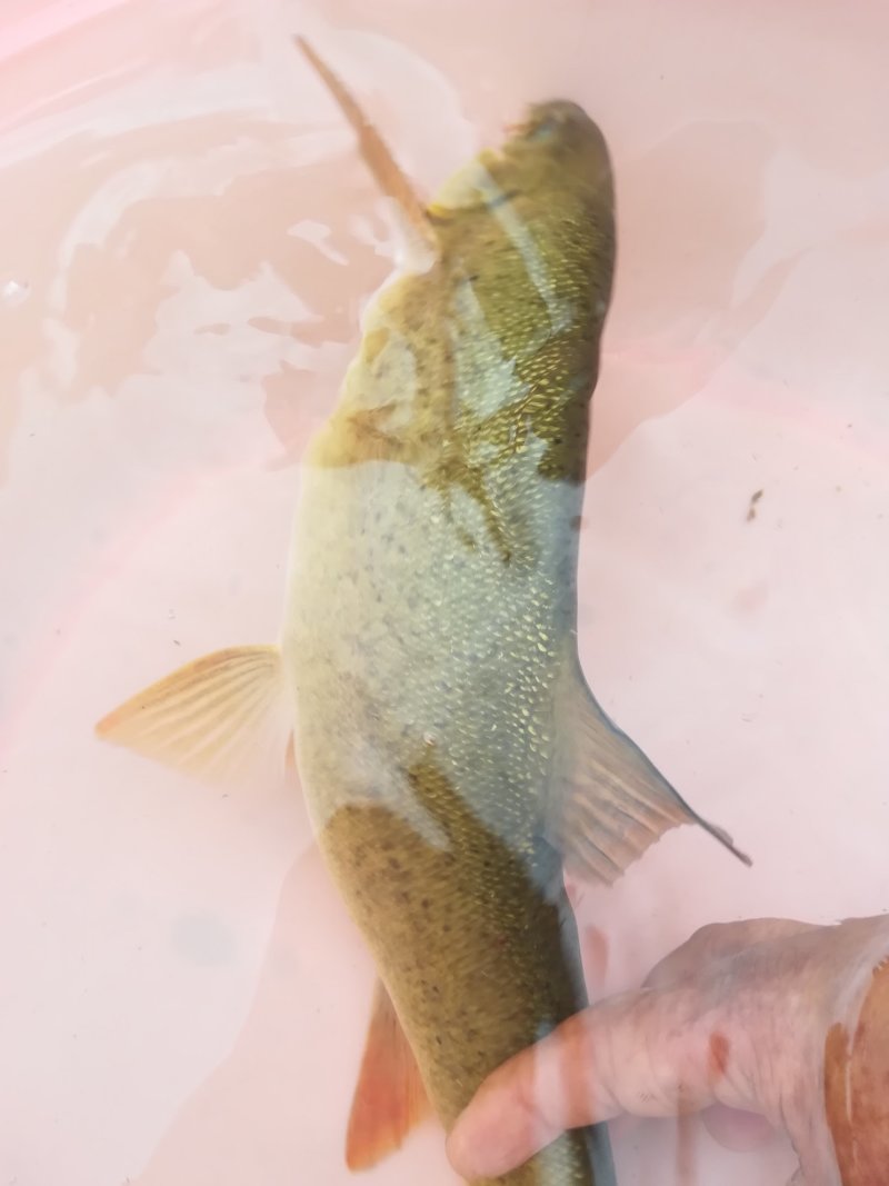 山区裂腹鱼