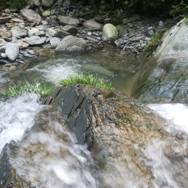 山区裂腹鱼