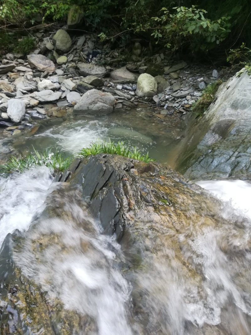 山区裂腹鱼
