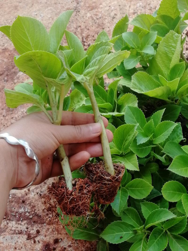 《基地发货》八仙花种苗，绣球花苗，无尽夏小苗，品种纯正