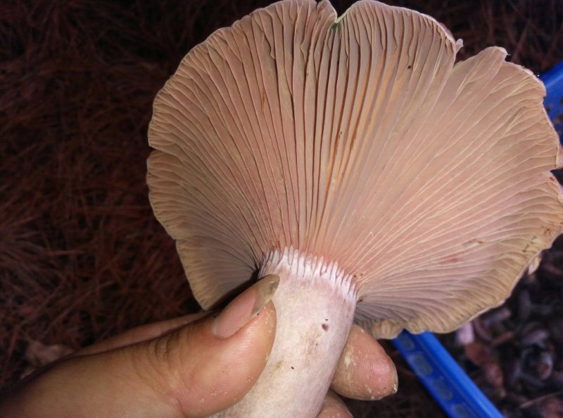 代办，代购松丛菌