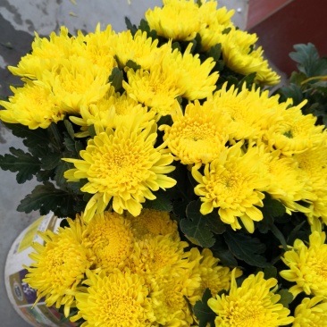 菊花
