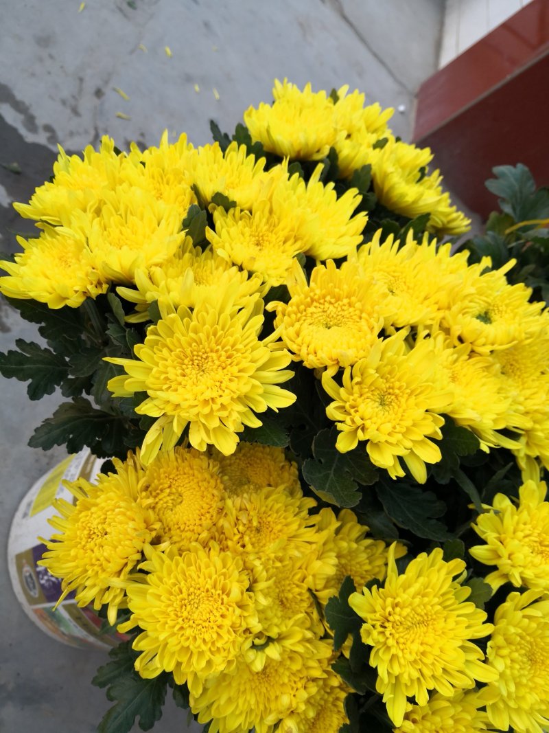 菊花