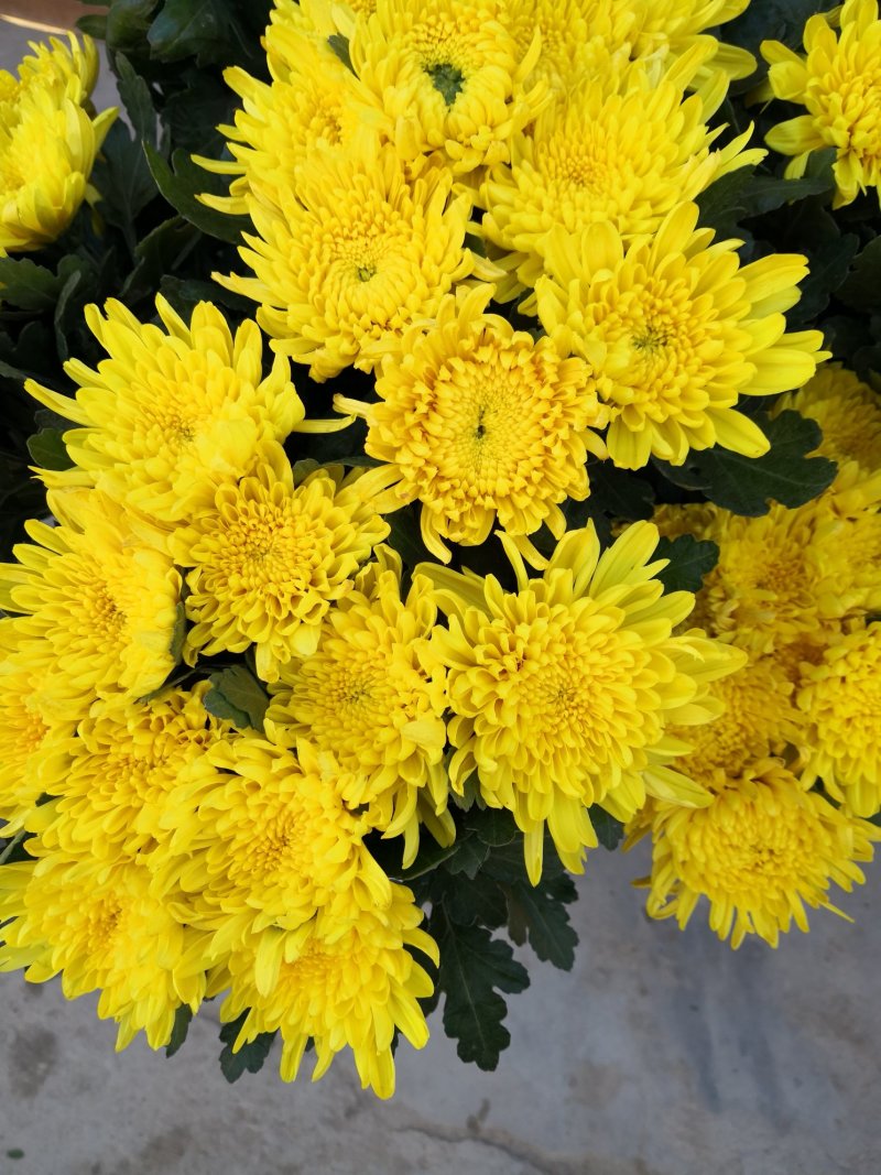菊花