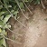红桔苗红橘苗0.6至1.5移植苗