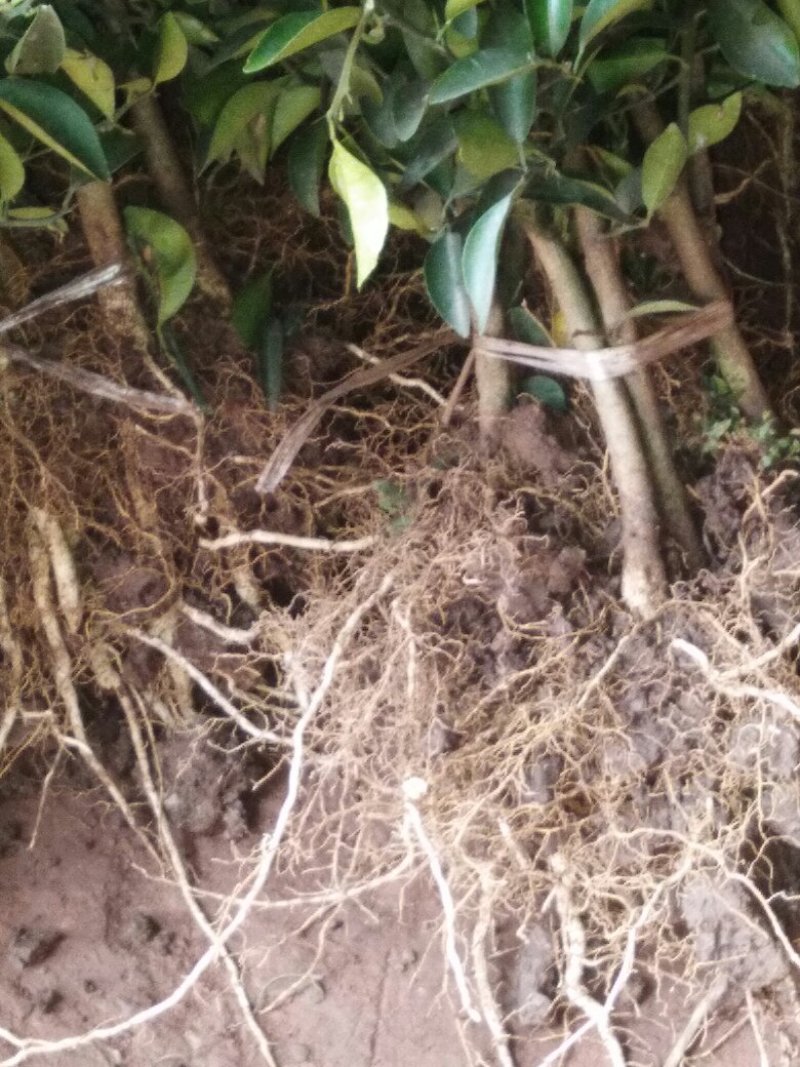 红桔苗红橘苗0.6至1.5移植苗