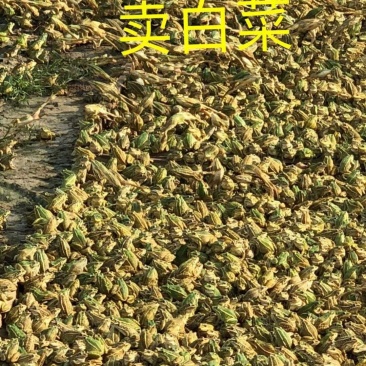 黑斑蛙种苗