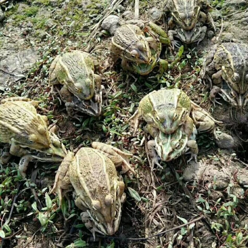 黑斑蛙种苗