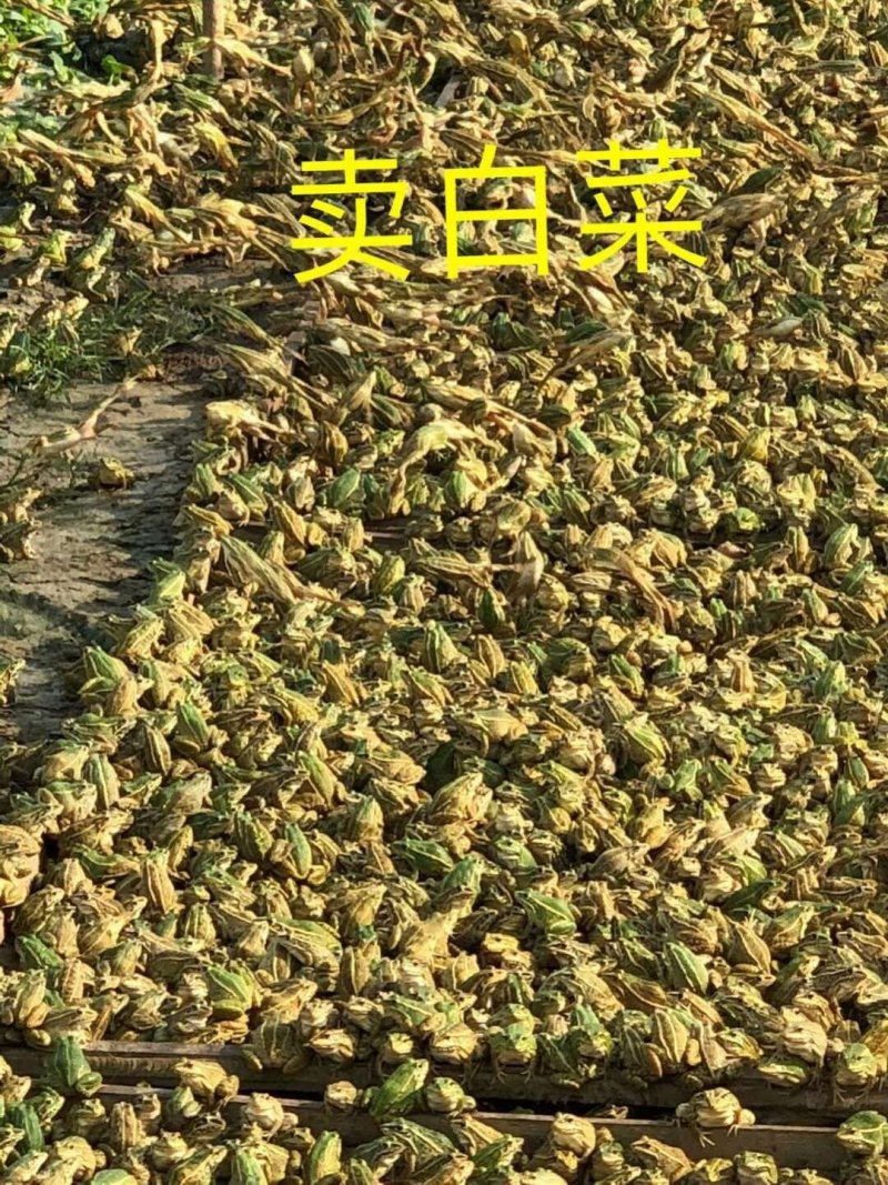 黑斑蛙种苗