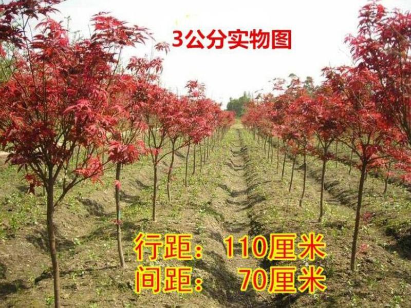 红枫苗中国红美国红，日本红枫基地直销