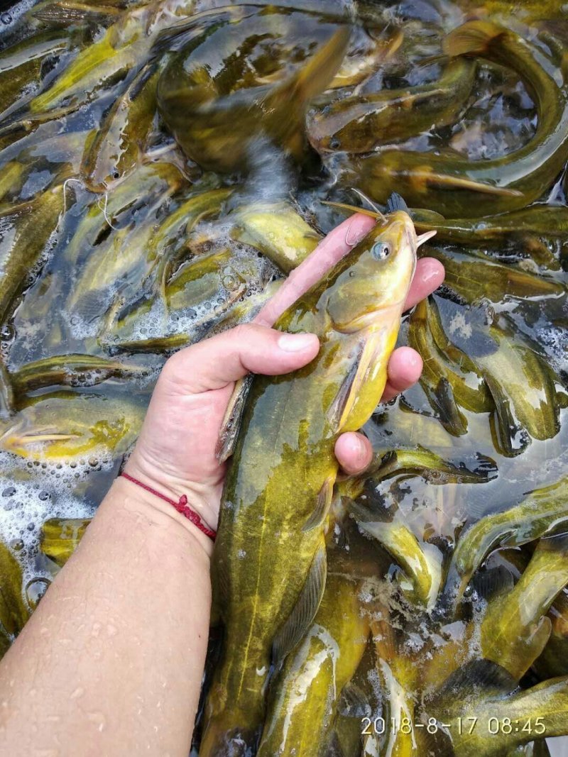 草鱼苗鲤鱼苗黄辣丁苗及各种鱼苗