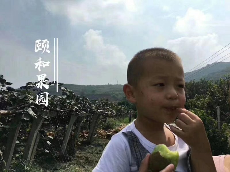 徐香猕猴桃，