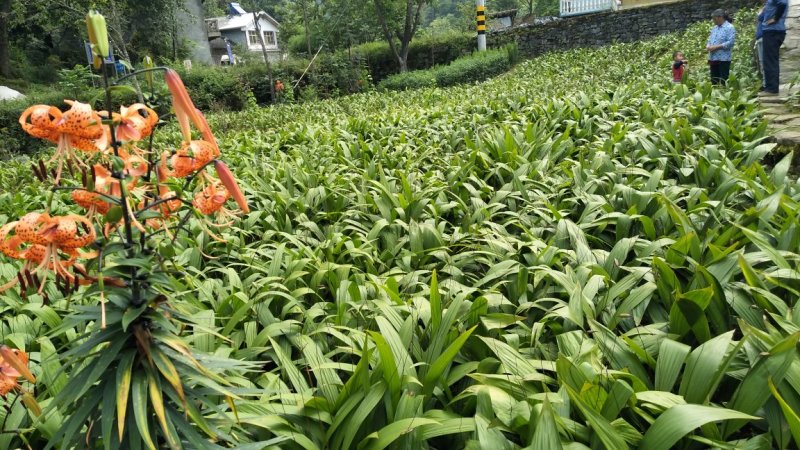 量大从优随时可聊现货秒发白芨