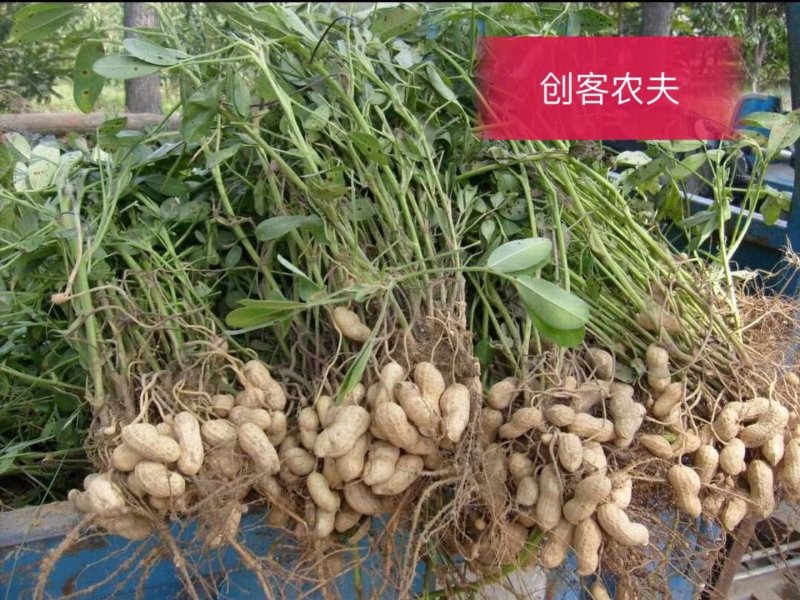 客家湿炒花生客家土特产坚果零食