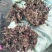 芍药芽白芍芽头芍药芽头