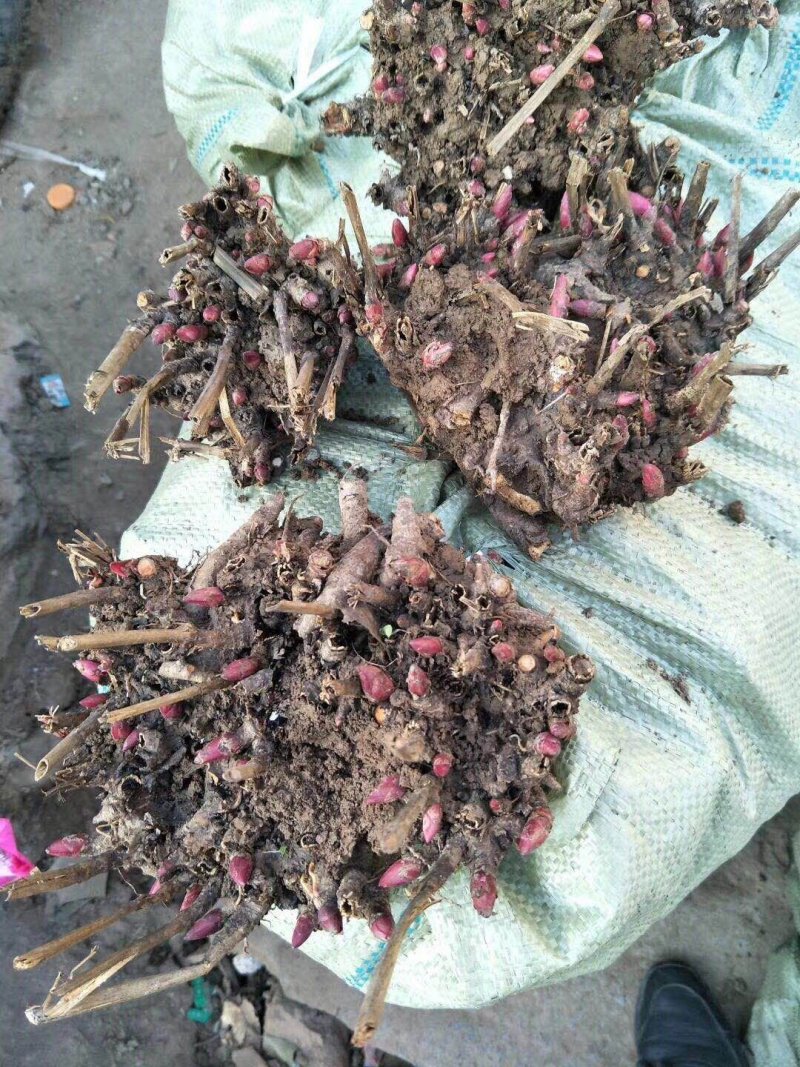 芍药芽白芍芽头芍药芽头
