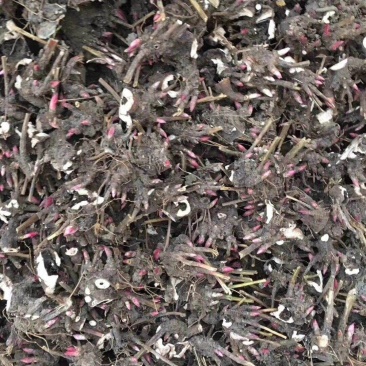 白芍芽白芍芽块茎白芍种苗