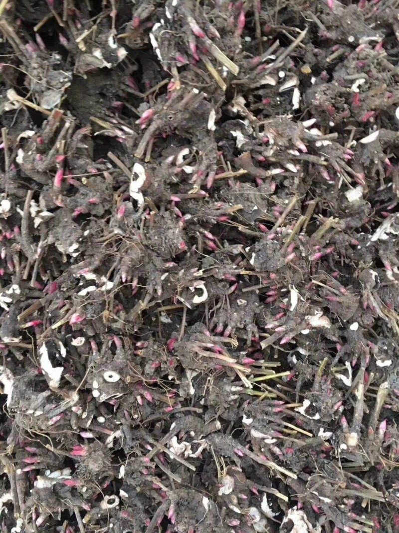 芍药芽白芍芽头芍药芽头