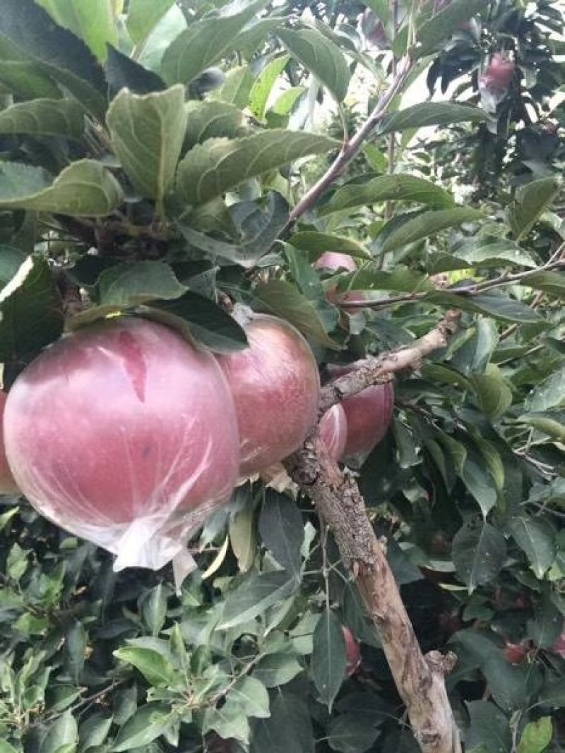 山东纸袋红星苹果产地销售苹果种植基地