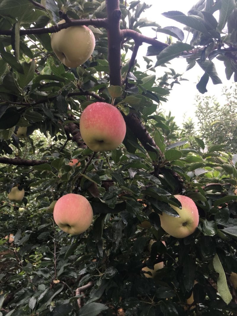 山东纸袋红星苹果产地销售苹果种植基地
