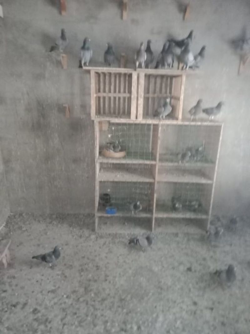 安徽私家养殖鸽子基地