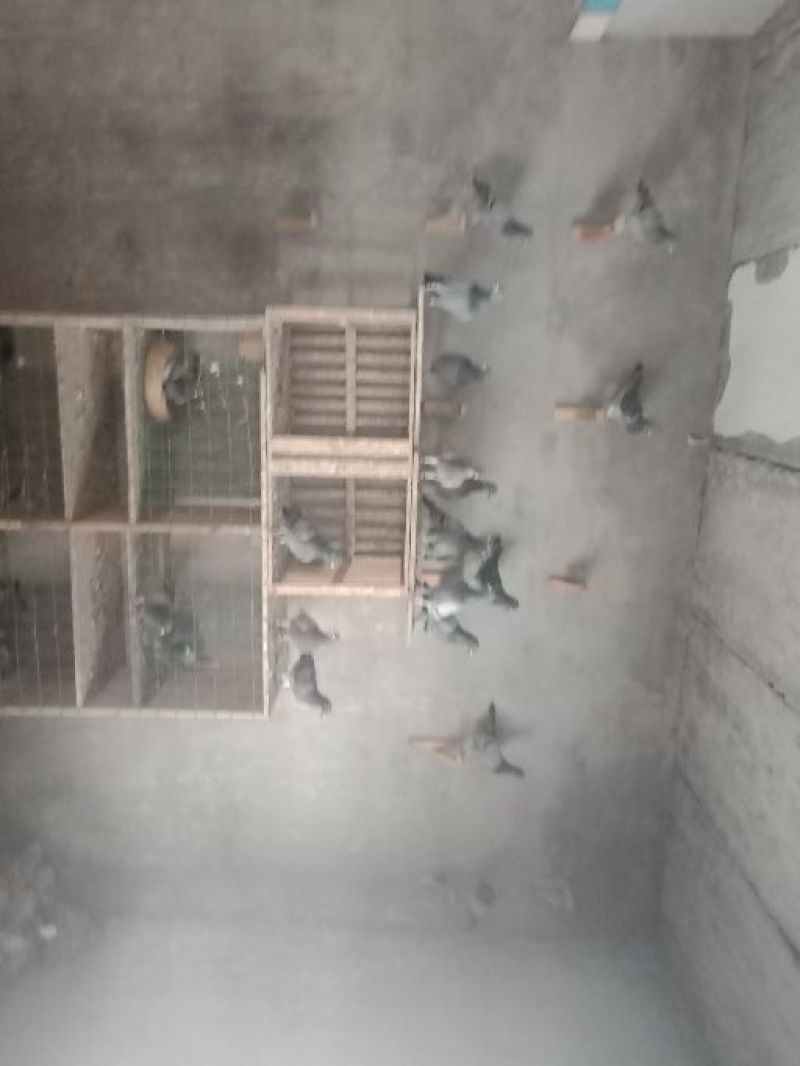 安徽私家养殖鸽子基地