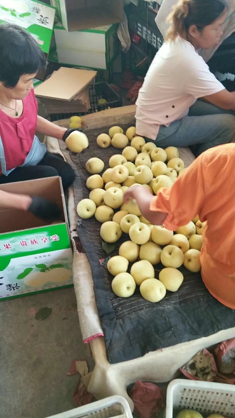 山西贡梨酥梨基地，可视频看货，诚信，找我没错